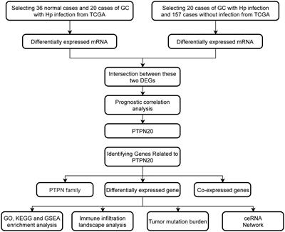 Identification of PTPN20 as an innate immunity-related gene in gastric cancer with Helicobacter pylori infection